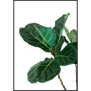 Plakát Imagioo Fig Tree Leaves, 40 x 30 cm