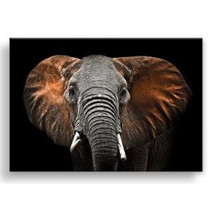 Obraz Styler Canvas Silver Uno Elephant, 85 x 113 cm