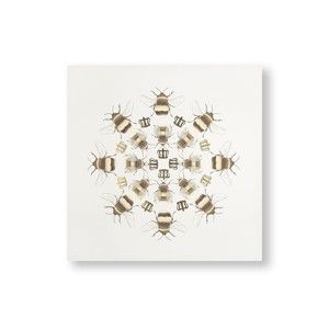 Obraz Graham & Brown Beautiful Bees, 60 x 60 cm