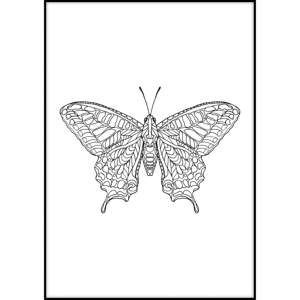 Plakát Imagioo Butterfly, 40 x 30 cm