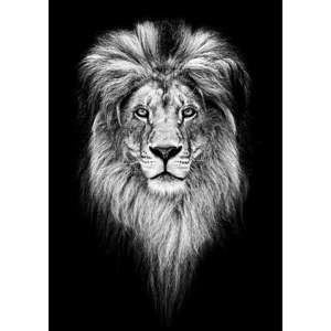 Plakát Imagioo King Of Jungle, 40 x 30 cm