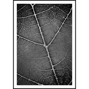 Plakát Imagioo Leaf, 40 x 30 cm