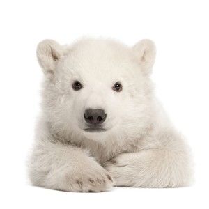 Nástěnná samolepka Dekornik Polar Bear, 58 x 55 cm