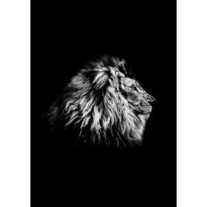 Plakát Imagioo Lion, 40 x 30 cm