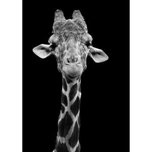 Plakát Imagioo Giraffe, 40 x 30 cm
