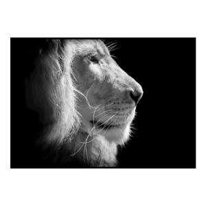 Černo-bílý plakát DecoKing Lion King, 70 x 50 cm