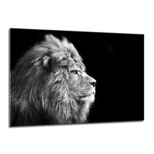 Obraz Styler Glasspik Canvas Animals Lion, 70 x 100 cm