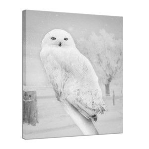 Obraz Styler Canvas Nordic Owl, 75 x 100 cm