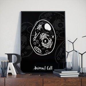 Černý plakát Follygraph Animal Cell, 30 x 40 cm