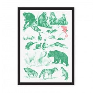 Plakát Ohh Deer Collection Of Mammals, 29,7 x 42 cm