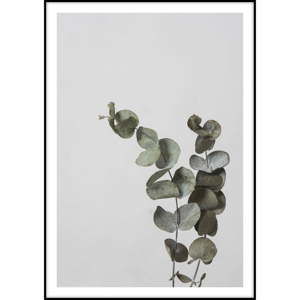 Plakát Imagioo Eucalyptus, 40 x 30 cm