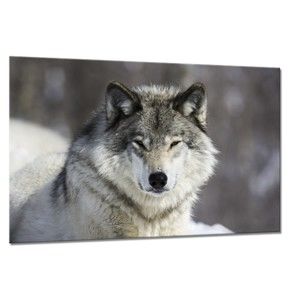 Obraz Styler Glasspik Animal Wolf, 80 x 120 cm