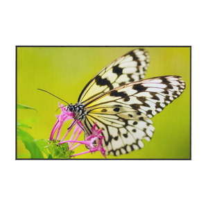 Zelený koberec Oyo home Butterfly, 100 x 140 cm