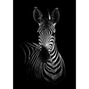 Plakát Imagioo Mighty Zebra, 40 x 30 cm