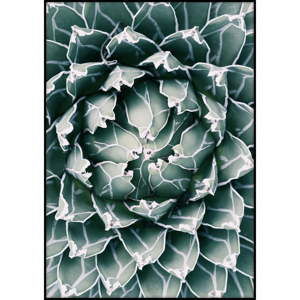 Plakát Imagioo Cactus Close Up, 40 x 30 cm