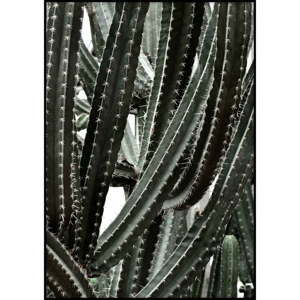 Plakát Imagioo Cactus, 40 x 30 cm