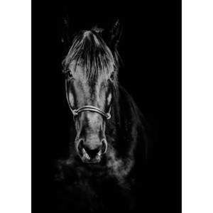 Plakát Imagioo Horse, 40 x 30 cm