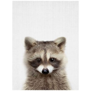 Plakát Blue-Shaker Baby Animals Raccoon, 30 x 40 cm