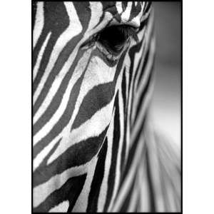 Plakát Imagioo Zebra Texture, 40 x 30 cm